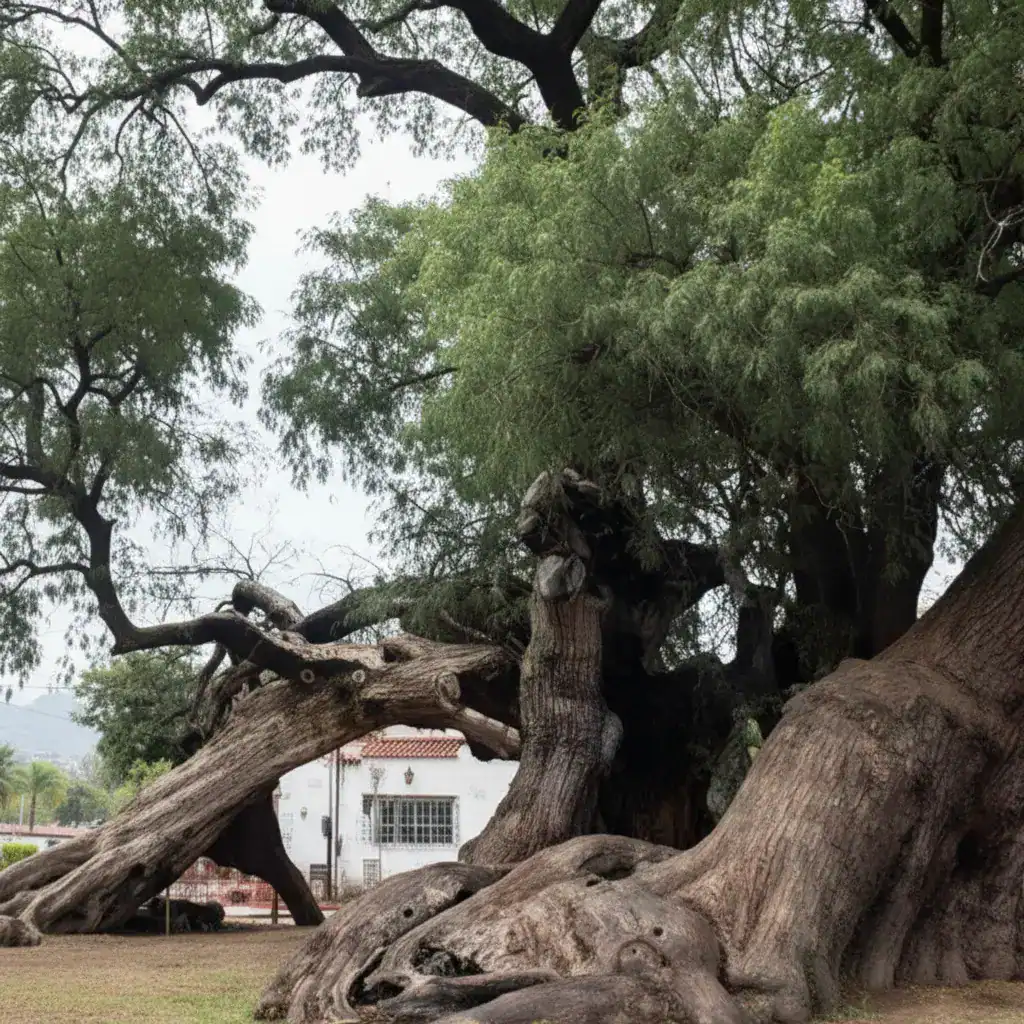 Mexico City's Oldest Tree: The 504-Year-Old Ahuehuete in Xochimilco ...